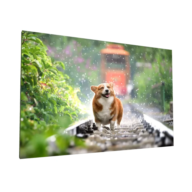Tablou canvas: Corgi Fericit pe Șine de Tren - Image 1