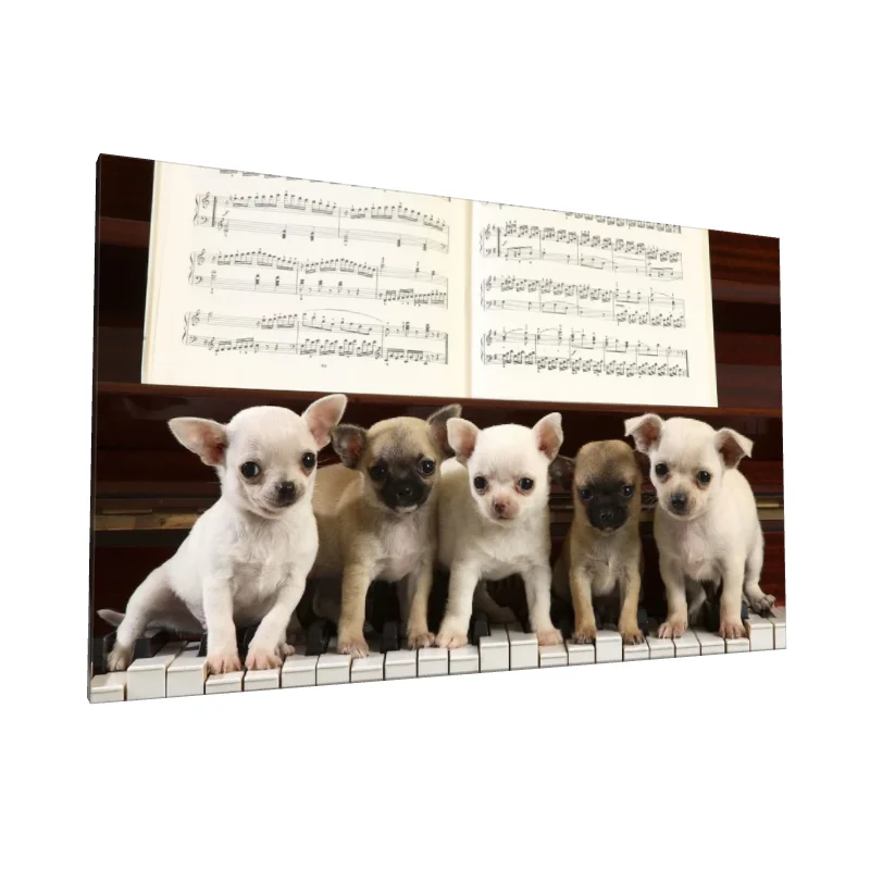 Tablou canvas: Cățeluși Chihuahua pe Claviatura Pianului - Image 1