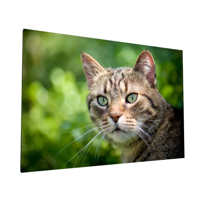 Tablou canvas: Portret Pisică cu Ochi Verzi - Image 1