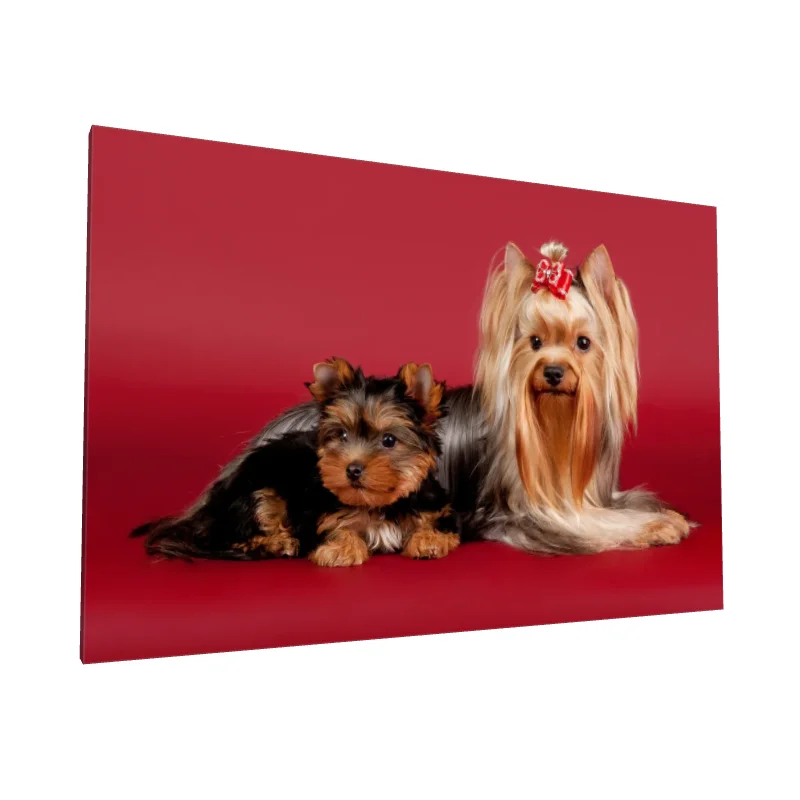 Tablou canvas: Yorkshire Terrier și Puiul său - Image 1