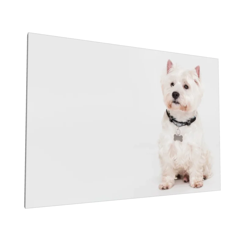 Tablou canvas: Portret Cățel Westie pe Fundal Alb