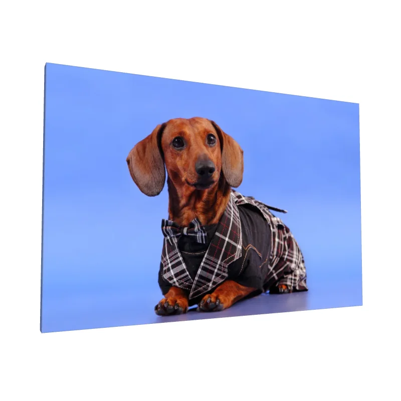 Tablou canvas: Teckel Elegant cu Papion - Image 1