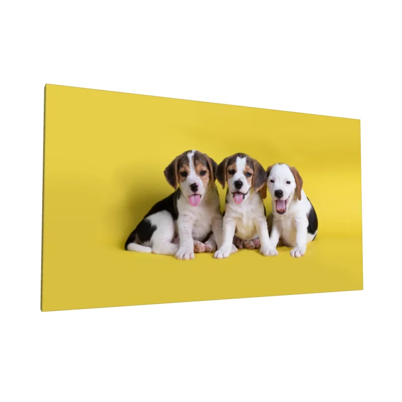 Tablou canvas: Trei Cățeluși Pe Fundal Galben - Image 1