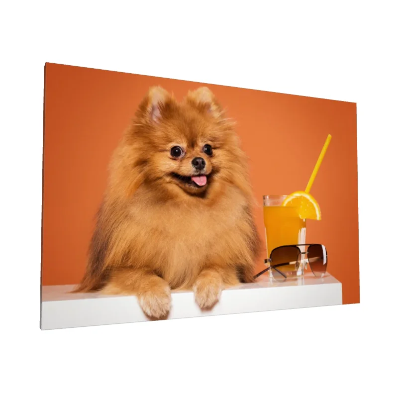 Tablou canvas: Pomeranian Jucăuș pe Fundal Portocaliu - Image 1