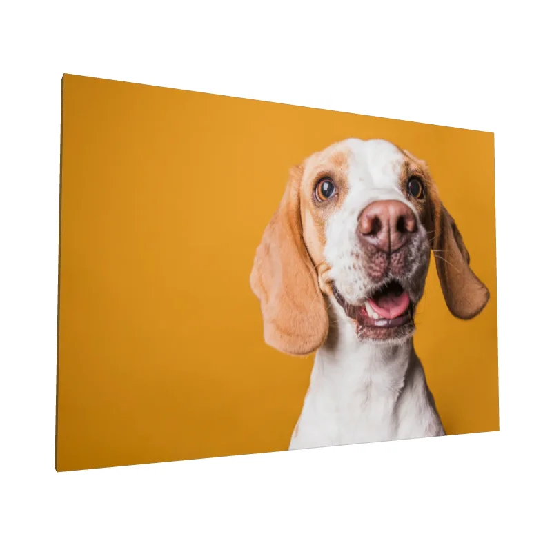 Tablou canvas: Portret Cățel Pe Fundal Galben