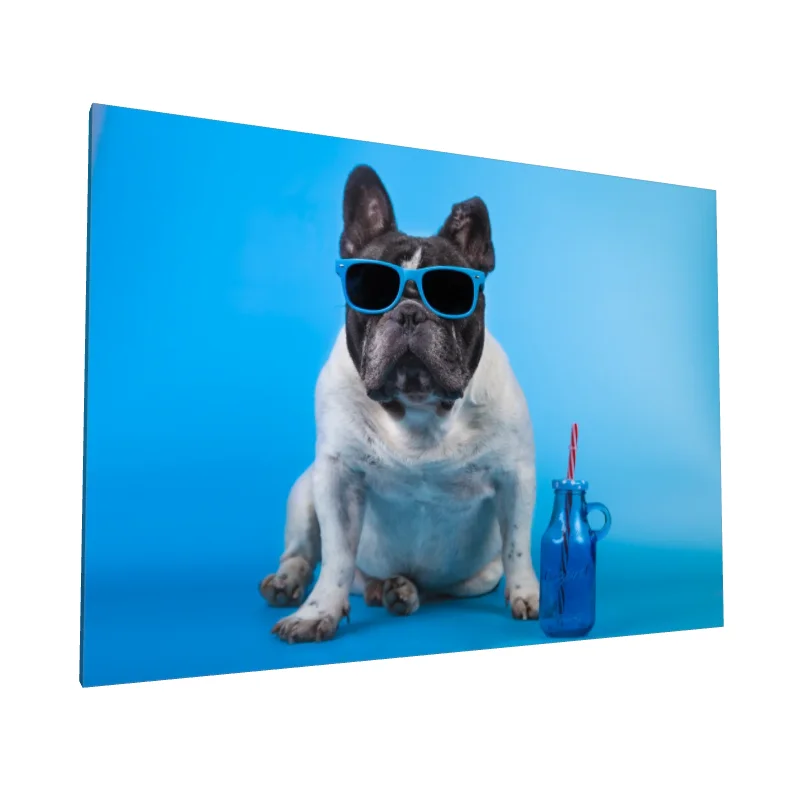 Tablou canvas: Bulldog cu Ochelari de Soare Albastre - Image 1
