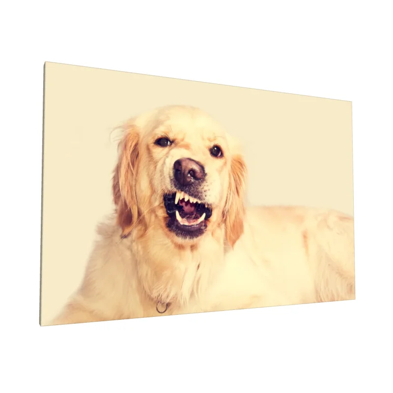 Tablou canvas: Câine Golden Retriever Cu Expresie Puternică - Image 1