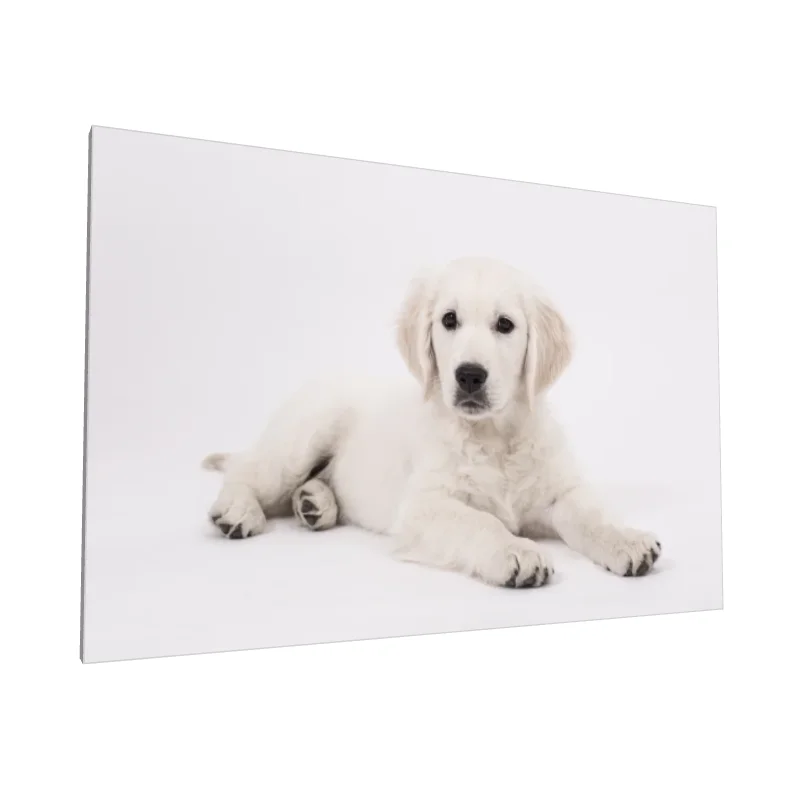 Tablou canvas: Cățeluș Labrador pe Fundal Alb - Image 1