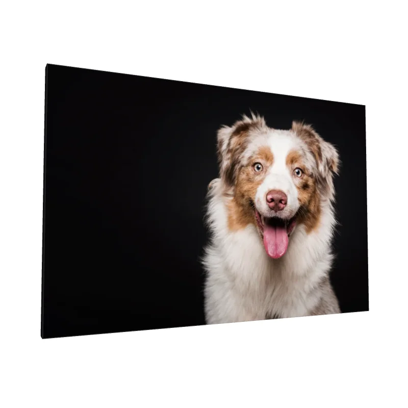 Tablou canvas: Portret Câine Pe Fond Negru - Image 1