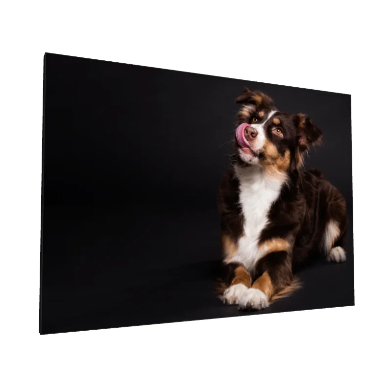 Tablou canvas: Portret Câine pe Fundal Negru