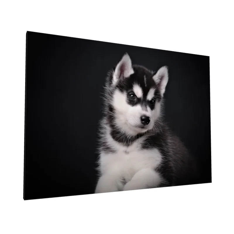Tablou canvas: Portret Cățeluș Husky în Fundal Negru