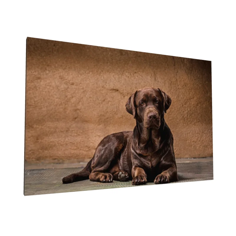 Tablou canvas: Portret Labrador pe Fundal Maro