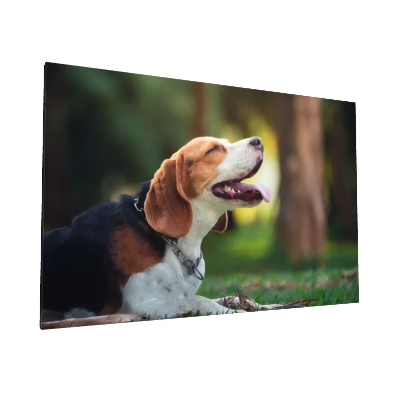 Tablou canvas: Cățel Beagle în Parc Verde - Image 1