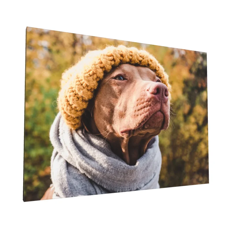 Tablou canvas: Câine cu Fular și Căciulă Galbenă - Image 1