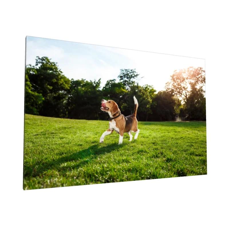 Tablou canvas: Cățel Beagle în Mișcare pe Pajiște