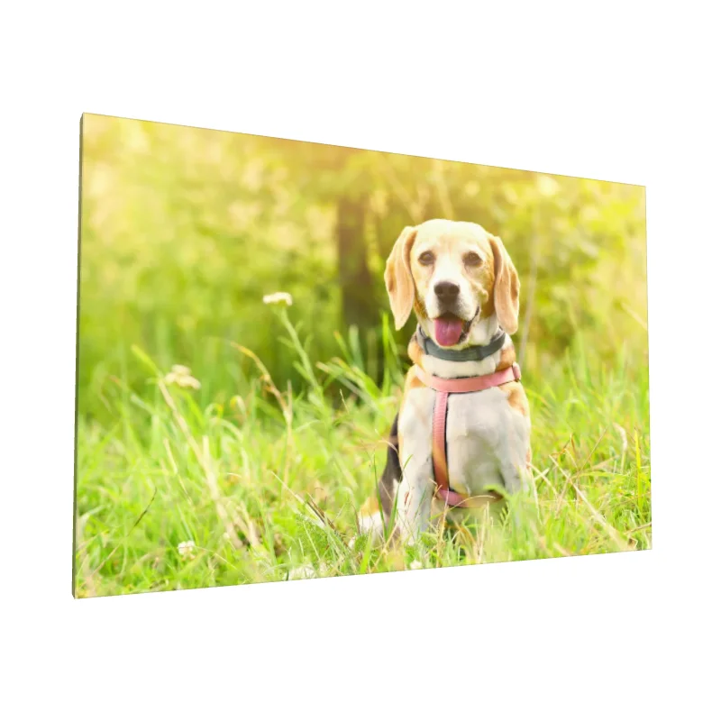 Tablou canvas: Portret de Cățel în Natură - Image 1