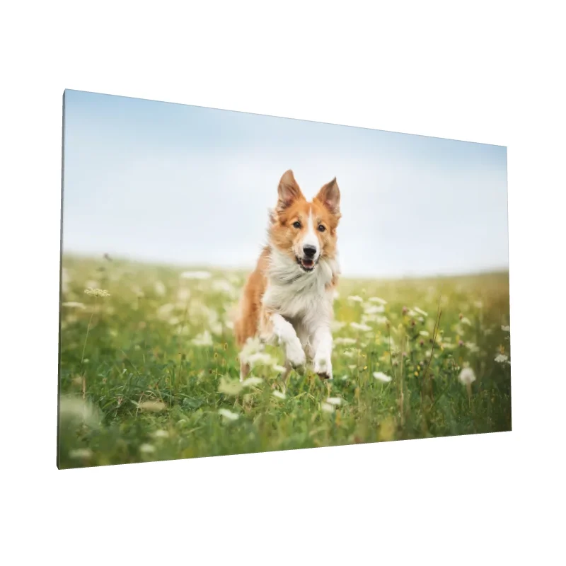 Tablou canvas: Câine Fericit în Câmp de Flori - Image 1