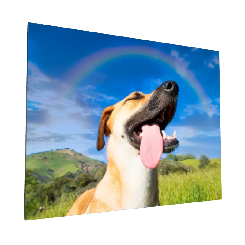 Tablou canvas: Câine Fericit sub Curcubeu - Image 1