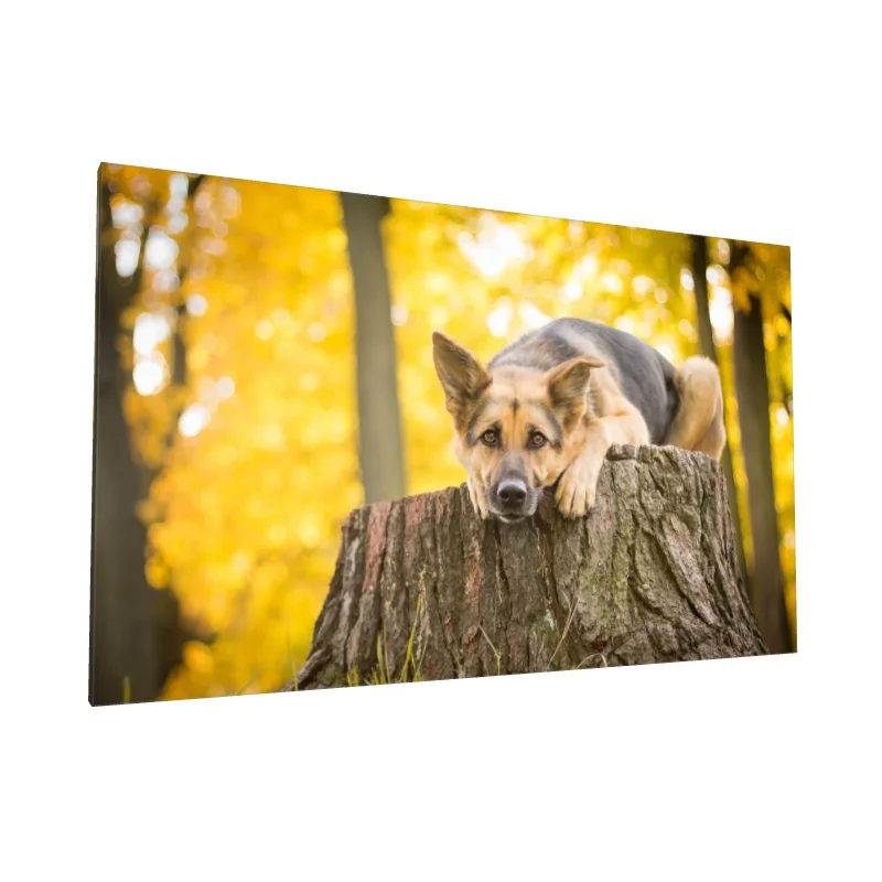 Tablou canvas: Câine Pe Trunchi în Pădure de Toamnă - Image 1