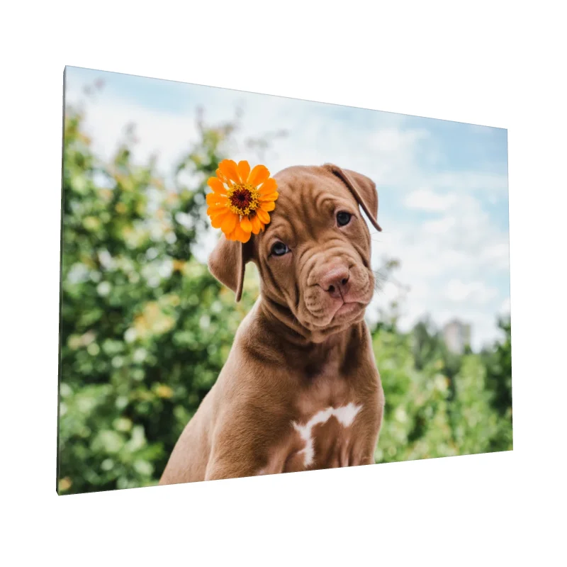 Tablou canvas: Cățel cu Floare Portocalie