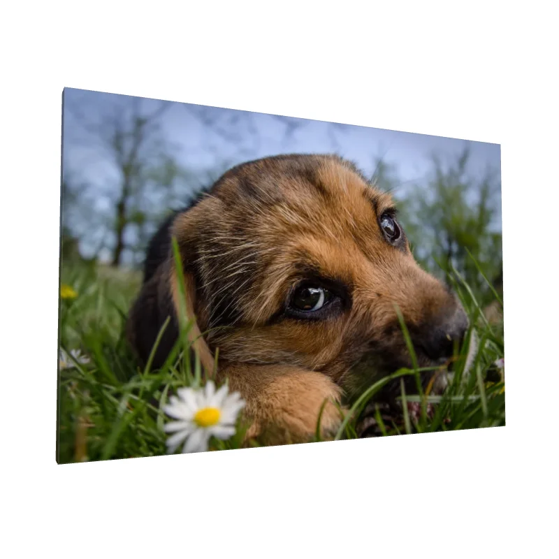 Tablou canvas: Căţeluş Odihnindu-se Printre Margarete - Image 1