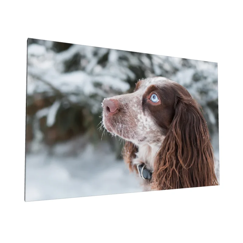 Tablou canvas: Portret de Câine cu Ochi Albaștri în Zăpadă - Image 1