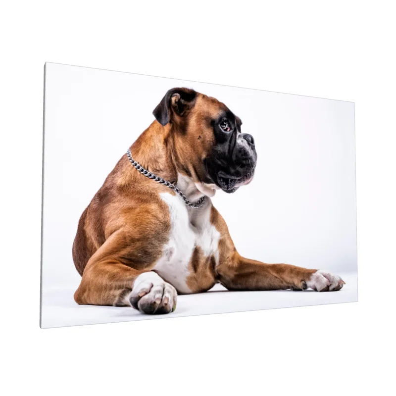 Tablou canvas: Portret Realist de Boxer Pe Fundal Alb - Image 1