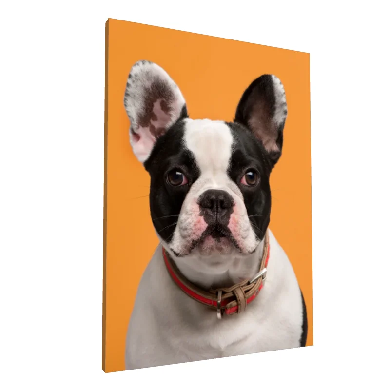 Tablou canvas: Portret Bulldog Francez pe Fundal Portocaliu - Image 1