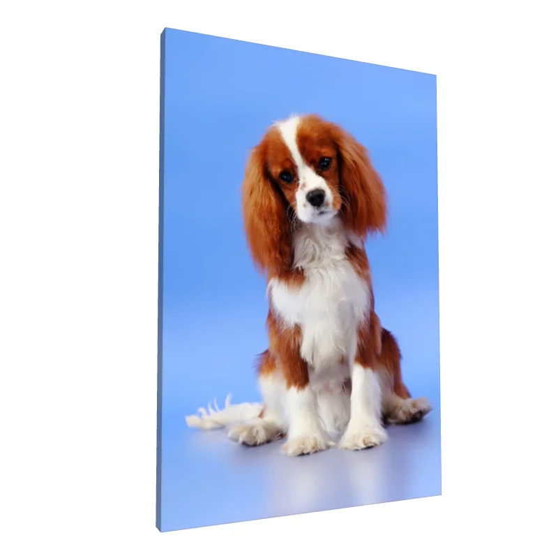 Tablou canvas: Portret Cățeluș pe Fundal Albastru - Image 1