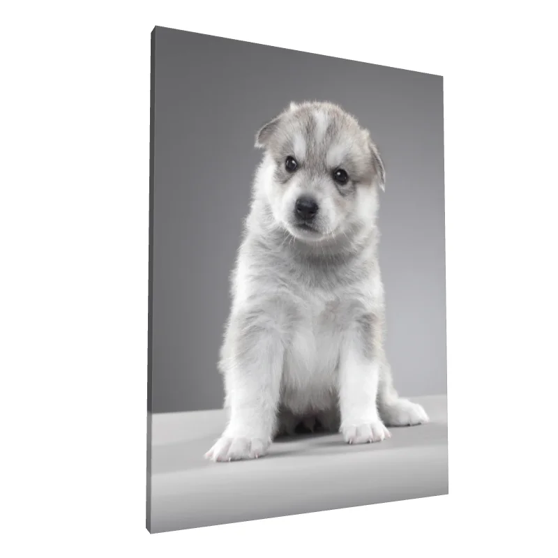 Tablou canvas: Cățeluș Husky Adorabil pe Fundal Gri - Image 1