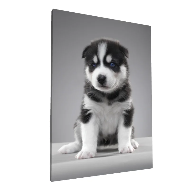 Tablou canvas: Cățeluș Husky cu Ochi Albaștri