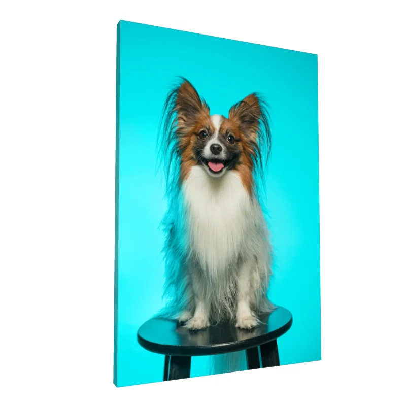 Tablou canvas: Cățel Papillon pe Fundal Turcoaz