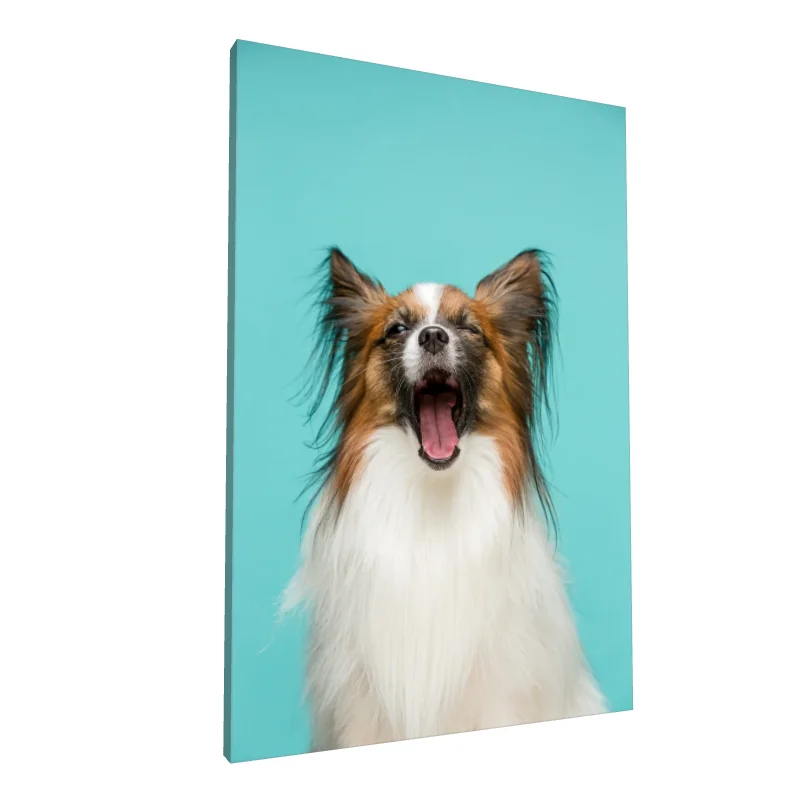 Tablou canvas: Portret Câine Papillon pe Fundal Turcoaz - Image 1