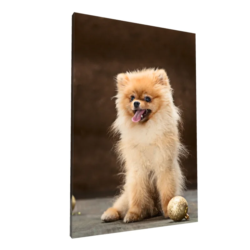 Tablou canvas: Pomeranian Jucăuș pe Fundal Maro - Image 1