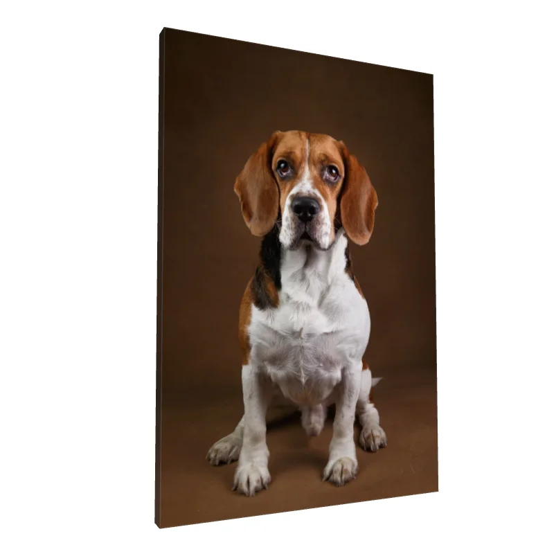 Tablou canvas: Portret de Câine Beagle pe Fundal Maro