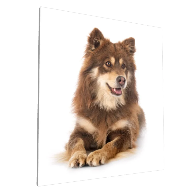 Tablou canvas: Portret de Câine cu Blană Maro - Image 1