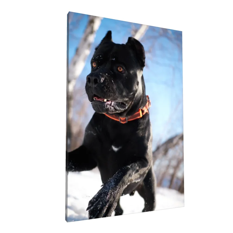 Tablou canvas: Câine Negru în Zăpadă Strălucitoare - Image 1