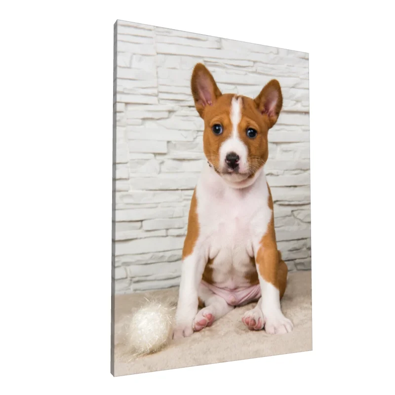 Tablou canvas: Cățeluș Basenji pe Fundal de Piatră - Image 1
