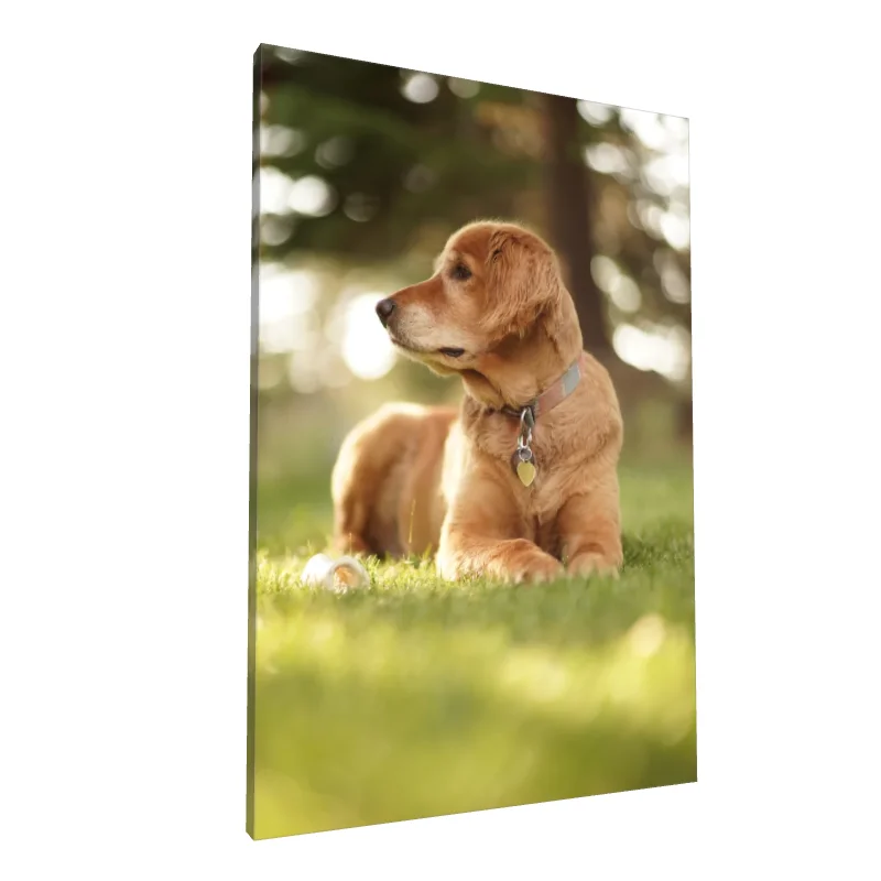 Tablou canvas: Golden Retriever în Grădină Solemnă - Image 1