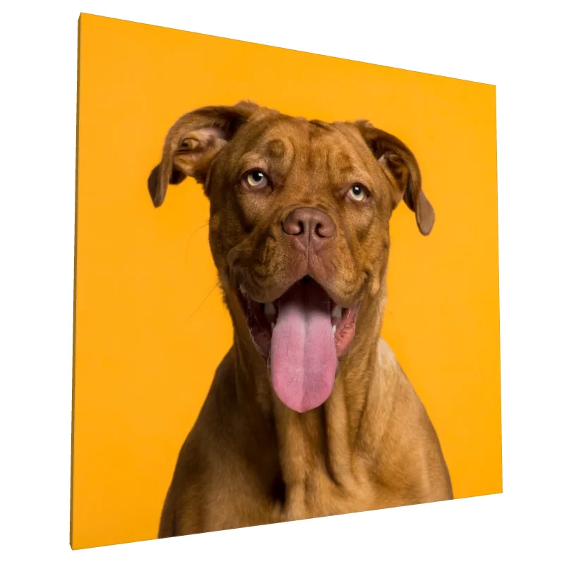 Tablou canvas: Portret Câine pe Fundal Galben - Image 1