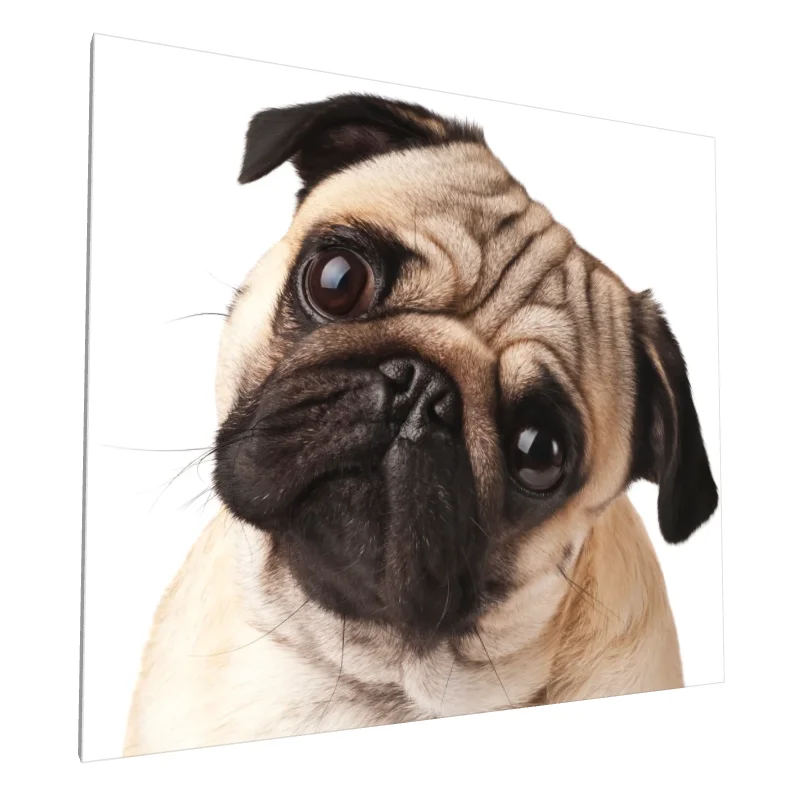 Tablou canvas: Portret Cățeluș Pug Cu Privire Curioasă