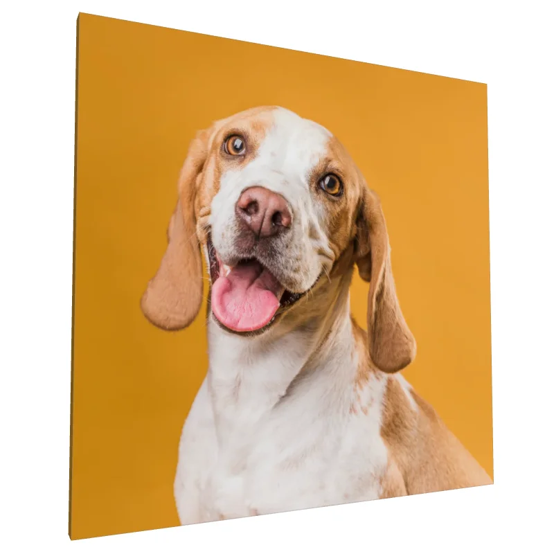 Tablou canvas: Portret Câine pe Fundal Galben (2) - Image 1