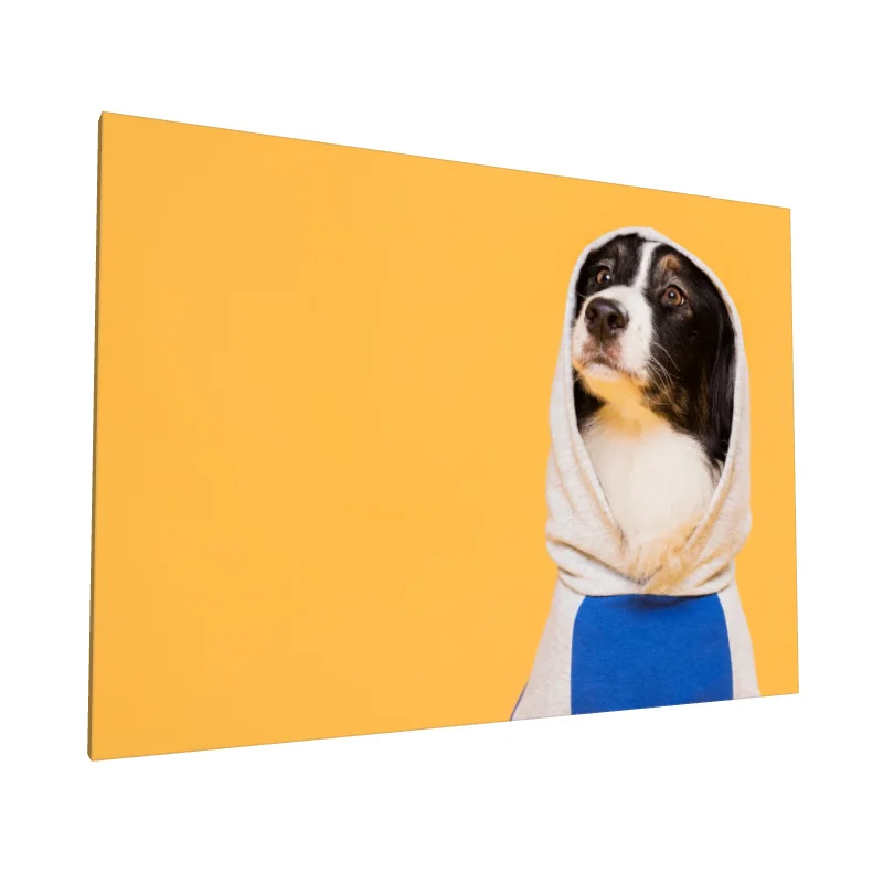 Tablou canvas: Cățel în Hanorac pe Fundal Galben