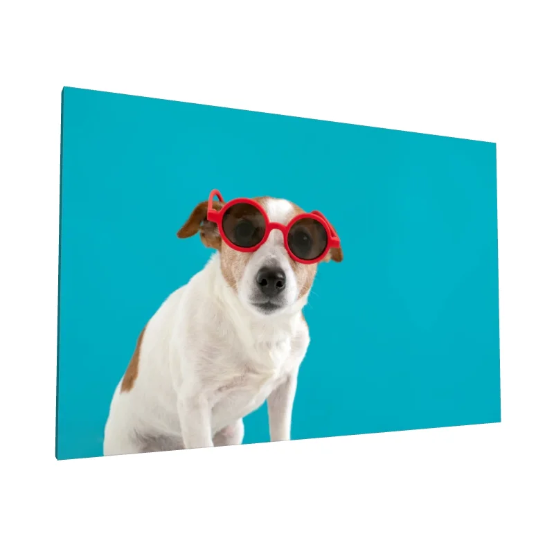 Tablou canvas: Câine cu Ochelari Roșii pe Fundal Turcoaz