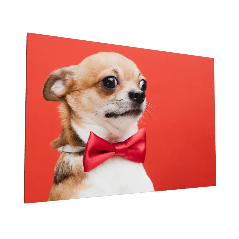 Tablou canvas: Chihuahua cu Papion Roșu pe Fundal Coral