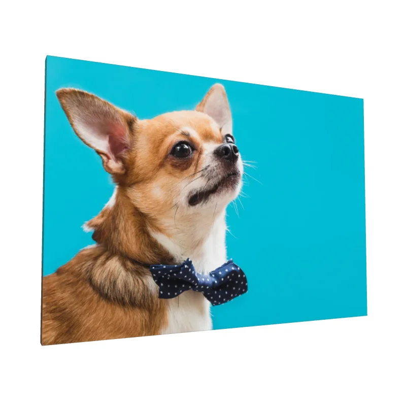 Tablou canvas: Portret Chihuahua cu Papion Albastru - Image 1