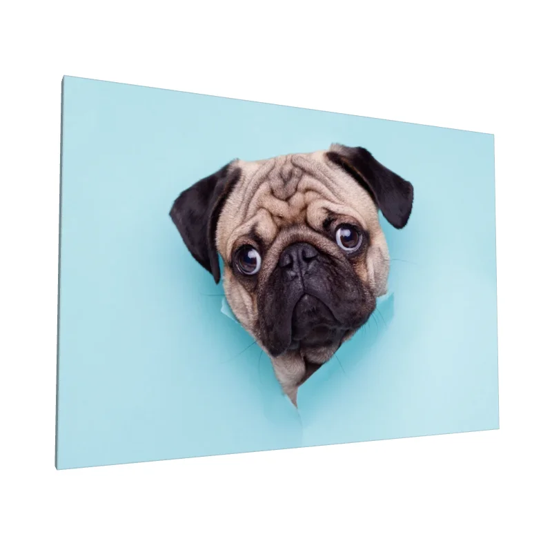 Tablou canvas: Cățeluș Drăgălaș pe Fundal Turcoaz