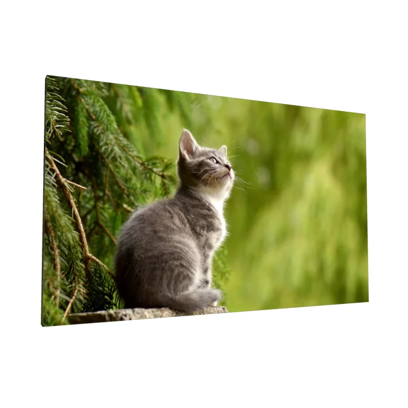 Tablou canvas: Pisicuță pe Fundal Verde Natural - Image 1