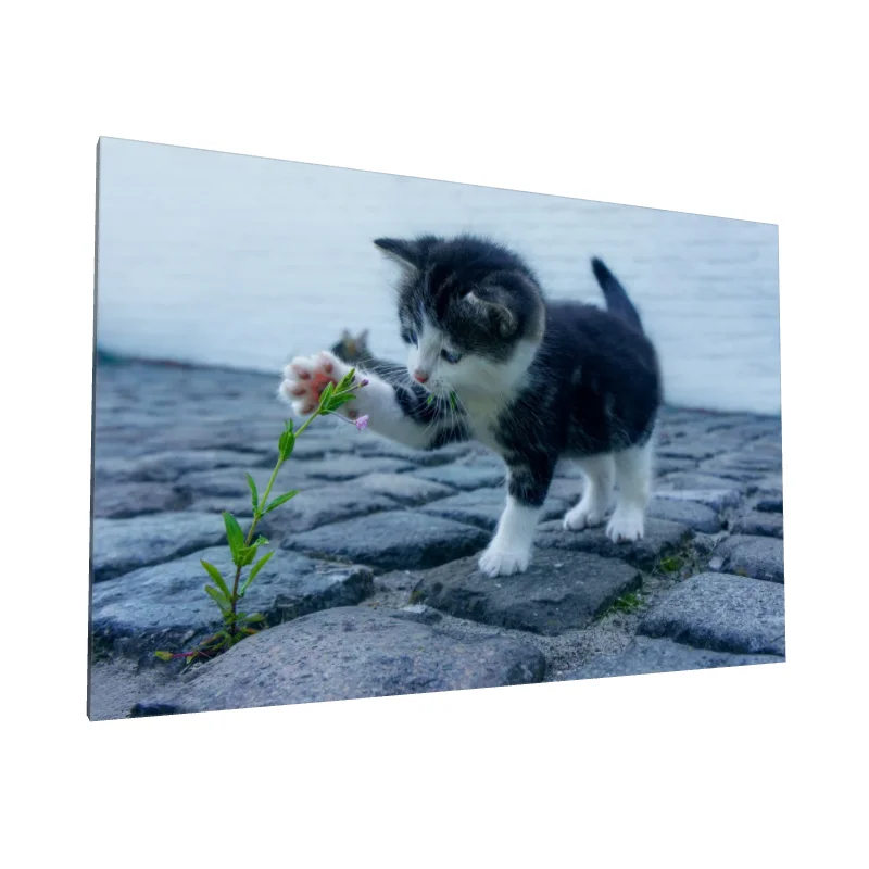 Tablou canvas: Pisoi jucându-se cu o Floare - Image 1