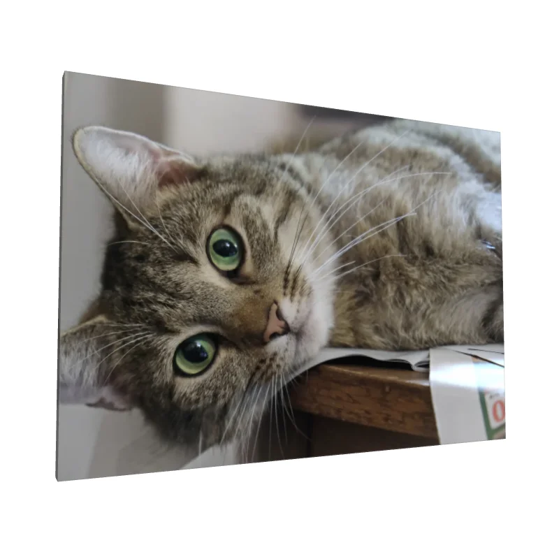 Tablou canvas: Portret Pisică cu Ochi Verzi (2)